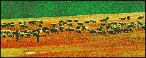 20080301-herd of sheep.jpg